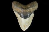 Bargain, Fossil Megalodon Tooth - North Carolina #124338-1